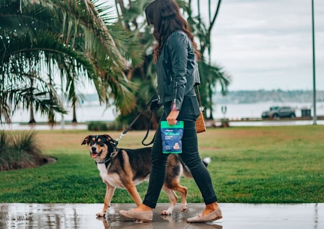 Pet Sitting and Dog Walking
